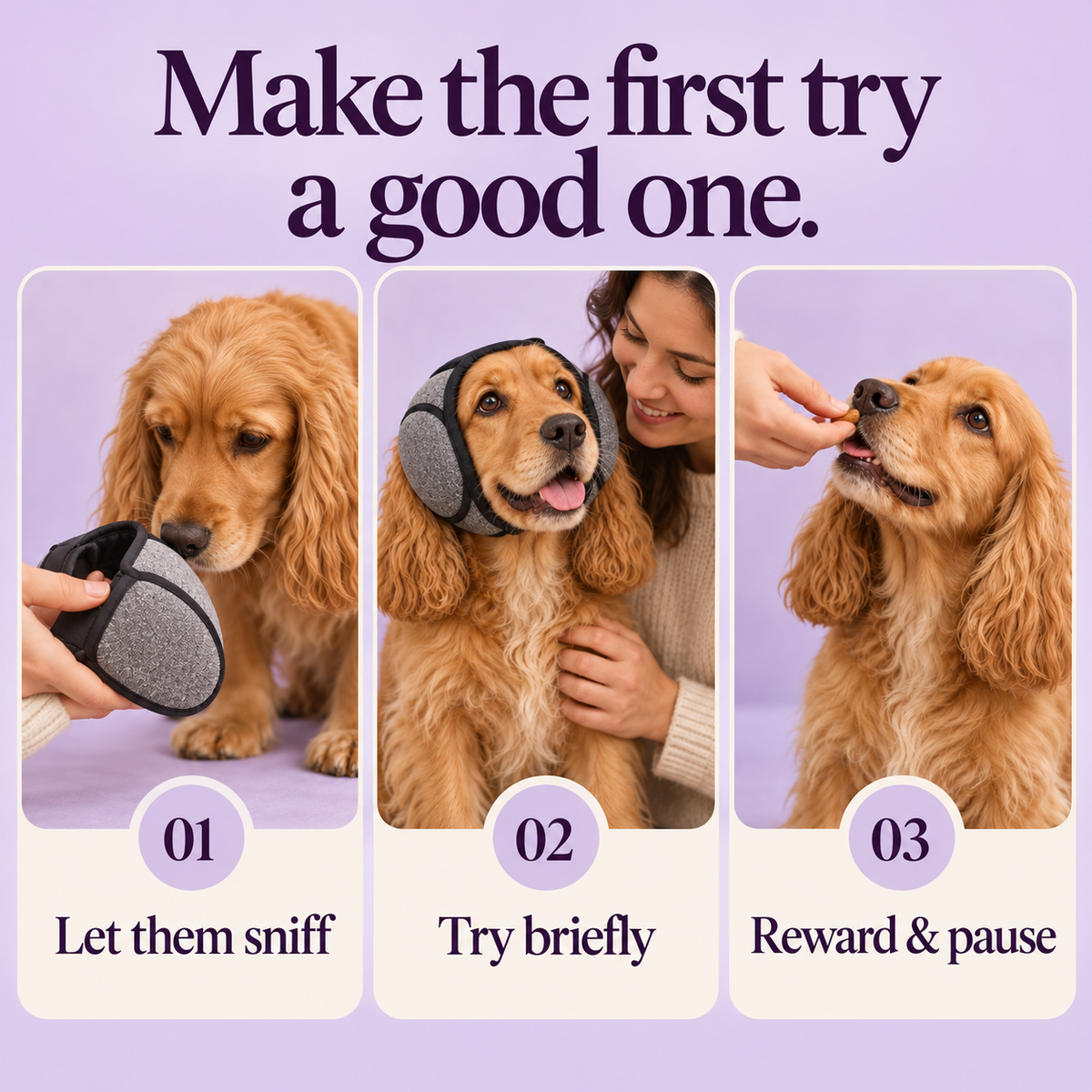 Quiet Hood introduction: let them sniff, try briefly, reward and pause.